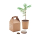 Pine seeds in a box with imprint (price without logo)