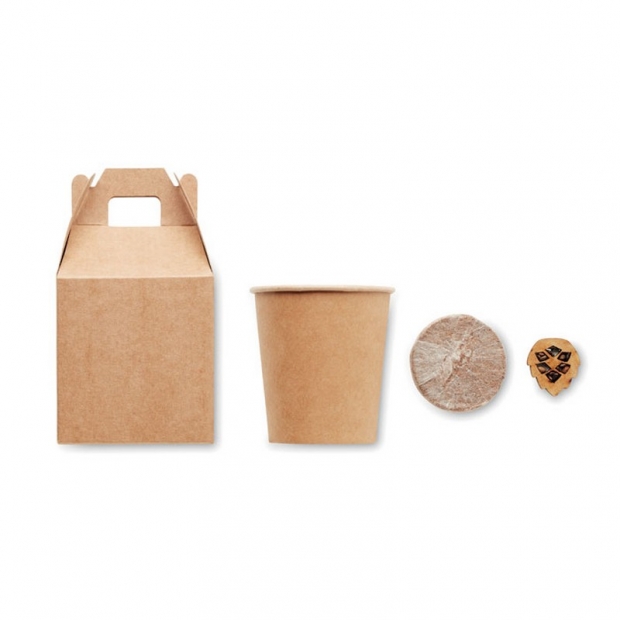 Pine seeds in a box with imprint (price without logo)