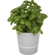 Kitchen pot for growing herbs