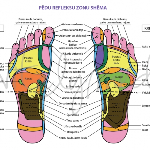 Masāžas ierīce VITALYMED-MULTI SHIATSU
