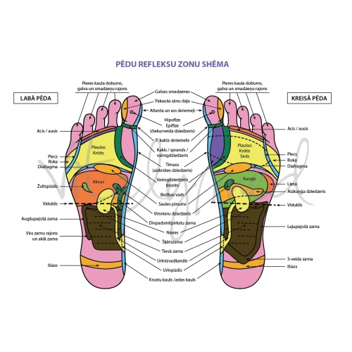Masāžas ierīce VITALYMED-MULTI SHIATSU