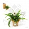Fern flower L86-A